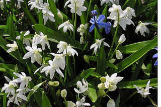 Scilla siberica 'Alba' Oosterse sterhyacint bestellen